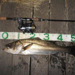 前半は表層 後半はテクトロで連発♪。