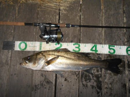 前半は表層 後半はテクトロで連発♪。