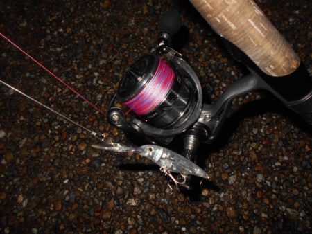 チビが多い…。