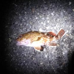 ロックフィッシュ