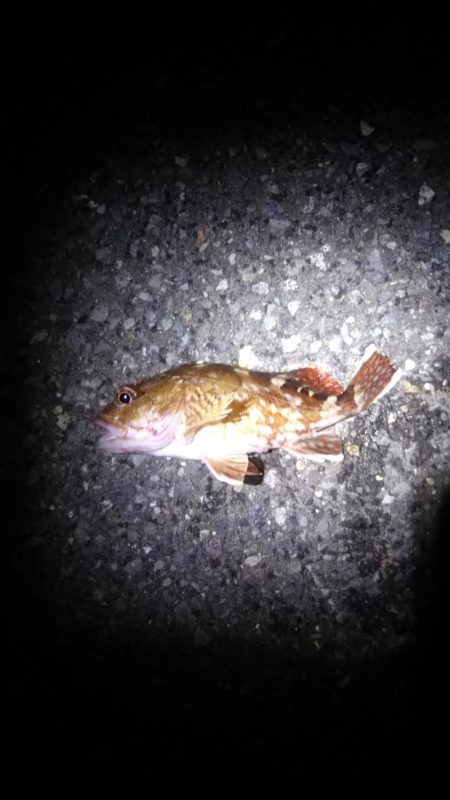 ロックフィッシュ