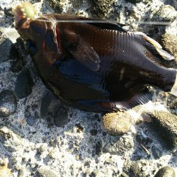 五目釣りに変更