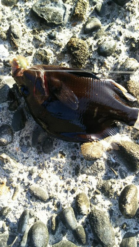 五目釣りに変更