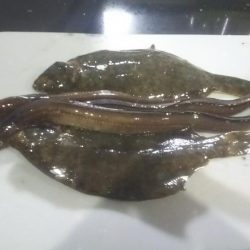 カレイリベンジ!