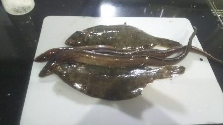 カレイリベンジ!