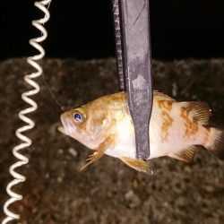 チニングからのアジング!