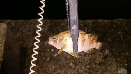 チニングからのアジング!