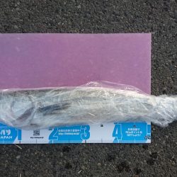 サーフでイカとシーバス