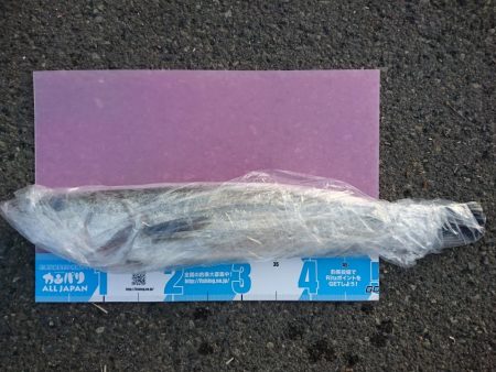 サーフでイカとシーバス