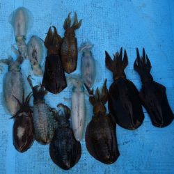 ボートエギング