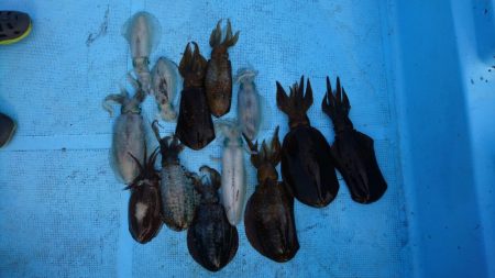 ボートエギング