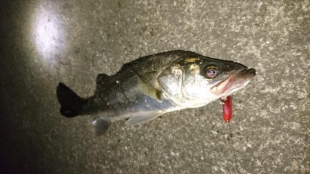 ハラハラドキドキ