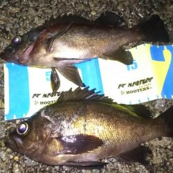 波紋メバリング！