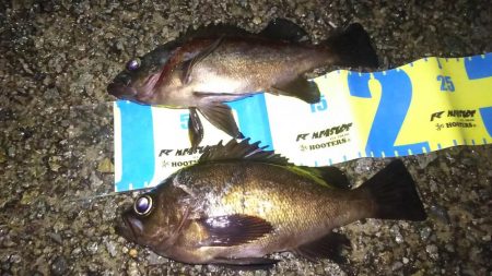 波紋メバリング！