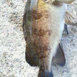 色々つれました