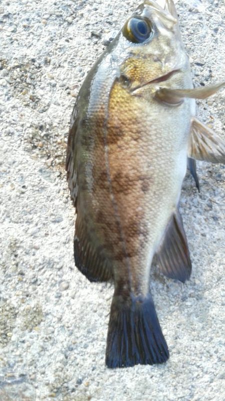 色々つれました