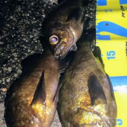 梅雨メバル好釣