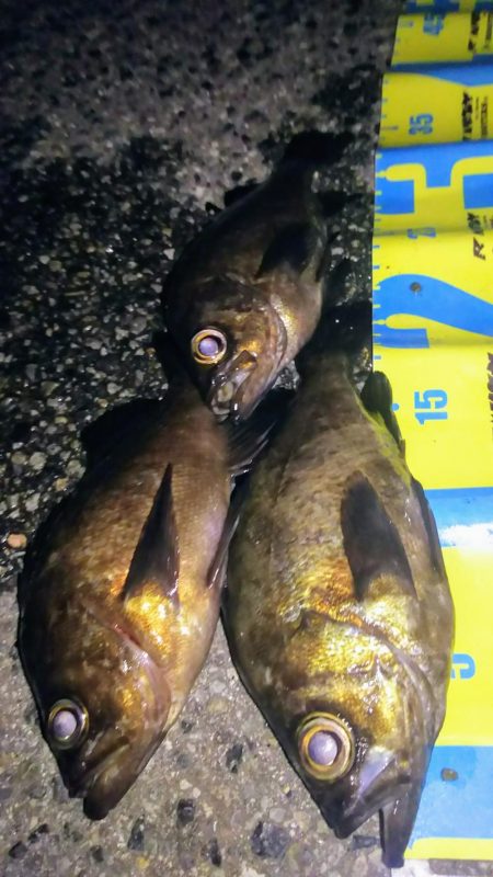梅雨メバル好釣