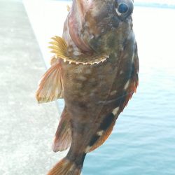 尺には届きませんでした