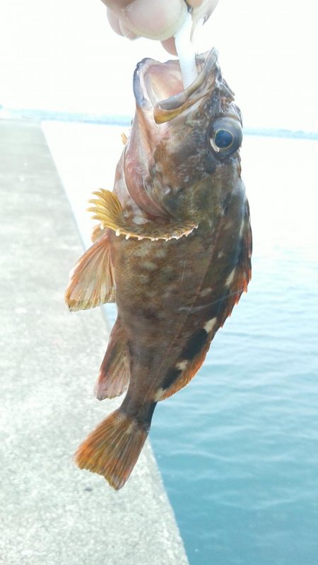 尺には届きませんでした