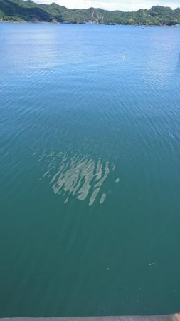 青物ねらいからの真鯛