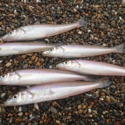 ダイワキスマスターズに重なり