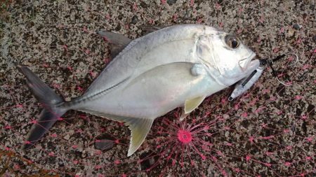 台風明け早朝からキャストです。
