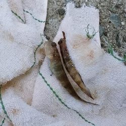 淡路西淡のキス釣査