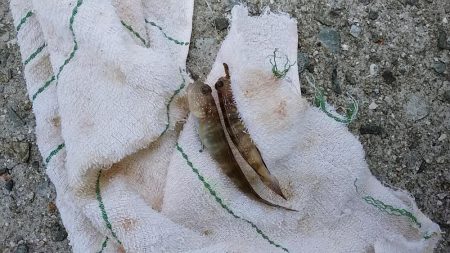 淡路西淡のキス釣査