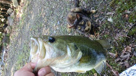 今日もカバー奥にピッタリ