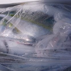 遊漁船110番 釣果