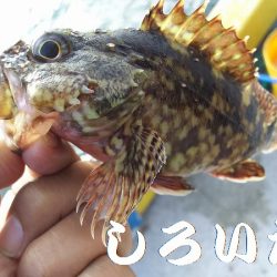 ちょい投げで、いろいろ釣れたのですが、アジ狙い・・・。