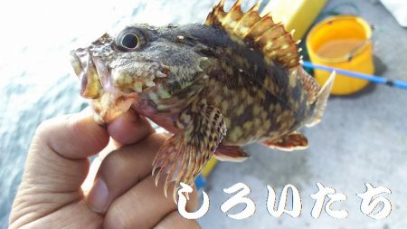 ちょい投げで、いろいろ釣れたのですが、アジ狙い・・・。