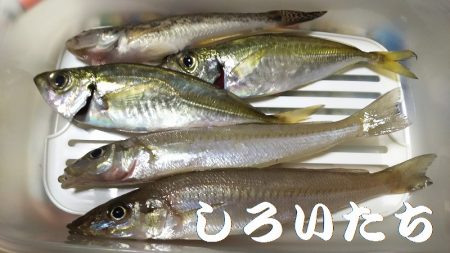 アジはどこへ？