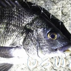 なれない、フカセ釣り。