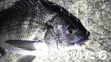 なれない、フカセ釣り。