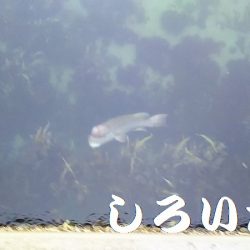 淡路島、新規開拓。