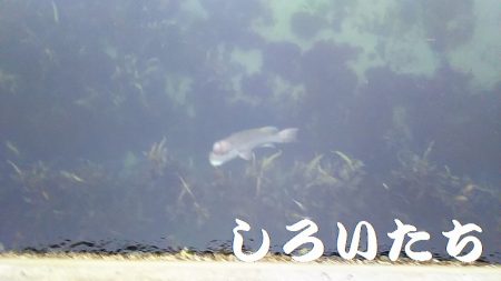 淡路島、新規開拓。