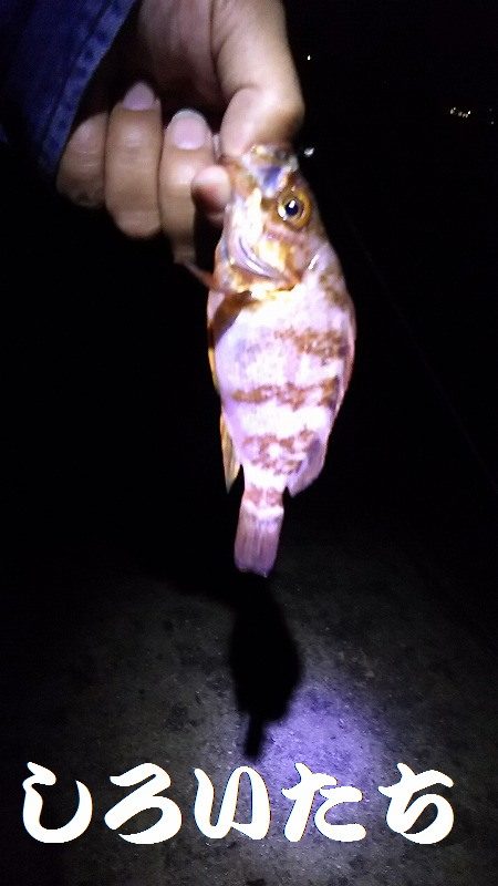 2日目もキスを狙うが・・・。