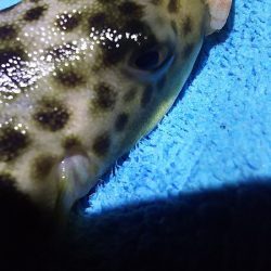 今日は、アジ狙い。