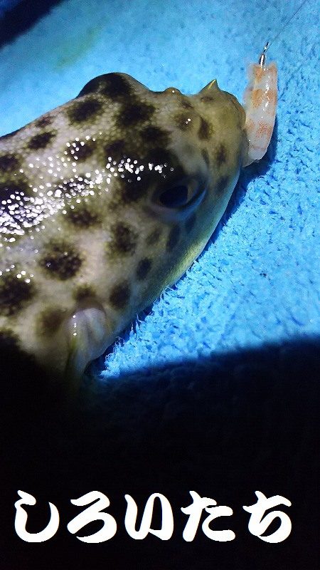 今日は、アジ狙い。