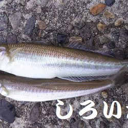 夜にはキスを狙いました。