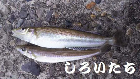 夜にはキスを狙いました。