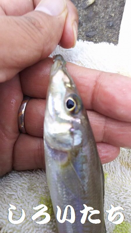 ガッシー、移動してキス。