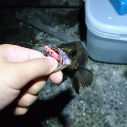 夜中メバリング