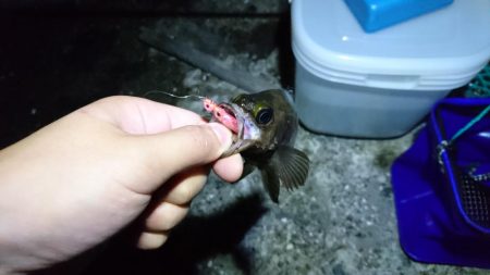 夜中メバリング