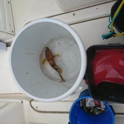 春アオリを求めて