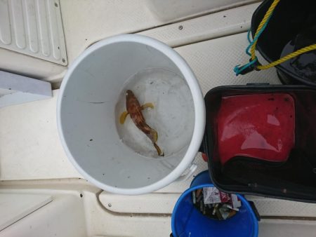 春アオリを求めて