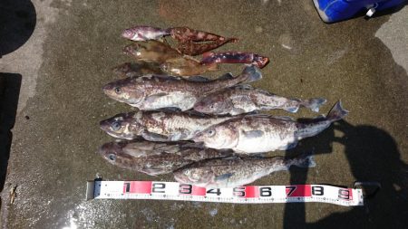 日本海タラジギング