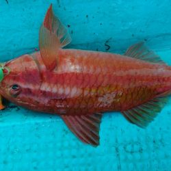 県南タイラバ&ライトジギング